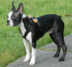 The Boston Terrier Forum!