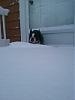 members/ceblin-albums-nugget-finnegan-picture25137-let-me-i-told-you-i-am-no-snow-bunny.jpg