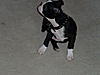 members/jodz-and-tucker-albums-tucker-3-months-old-picture7745-itchies.jpg
