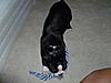 members/jodz-and-tucker-albums-tucker-3-months-old-picture7749-playing-his-toy.jpg