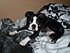 members/jodz-and-tucker-albums-tucker-lately-picture8160-almost-18-weeks-old-about-12-lbs.jpg