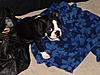 members/jodz-and-tucker-albums-tucker-lately-picture8188-yoooour-housecoat.jpg
