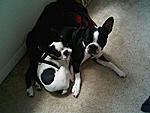 members/wonton-3sbt-albums-boys-picture5227-they-love-each-other.jpg