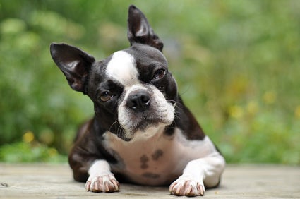 Male boston best sale terrier