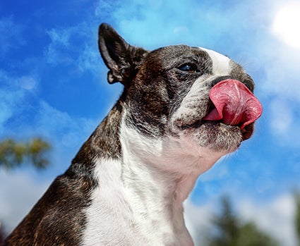 Are Boston Terriers Good with Cats? (Can a Boston Terrier Live with a Cat?)  in 2023