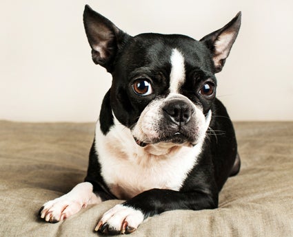 Are All Boston Terriers Black and White? | Boston Terrier Pictures ...