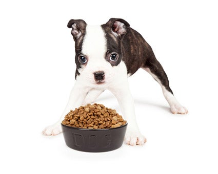 Choosing a Diet for a Boston Terrier with Food Allergies | Boston