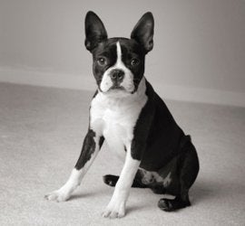 Trick Training For Your Boston Terrier 