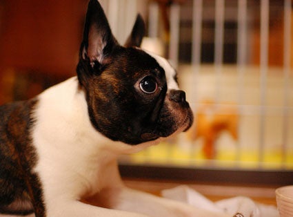 when does a boston terrier ears stand up